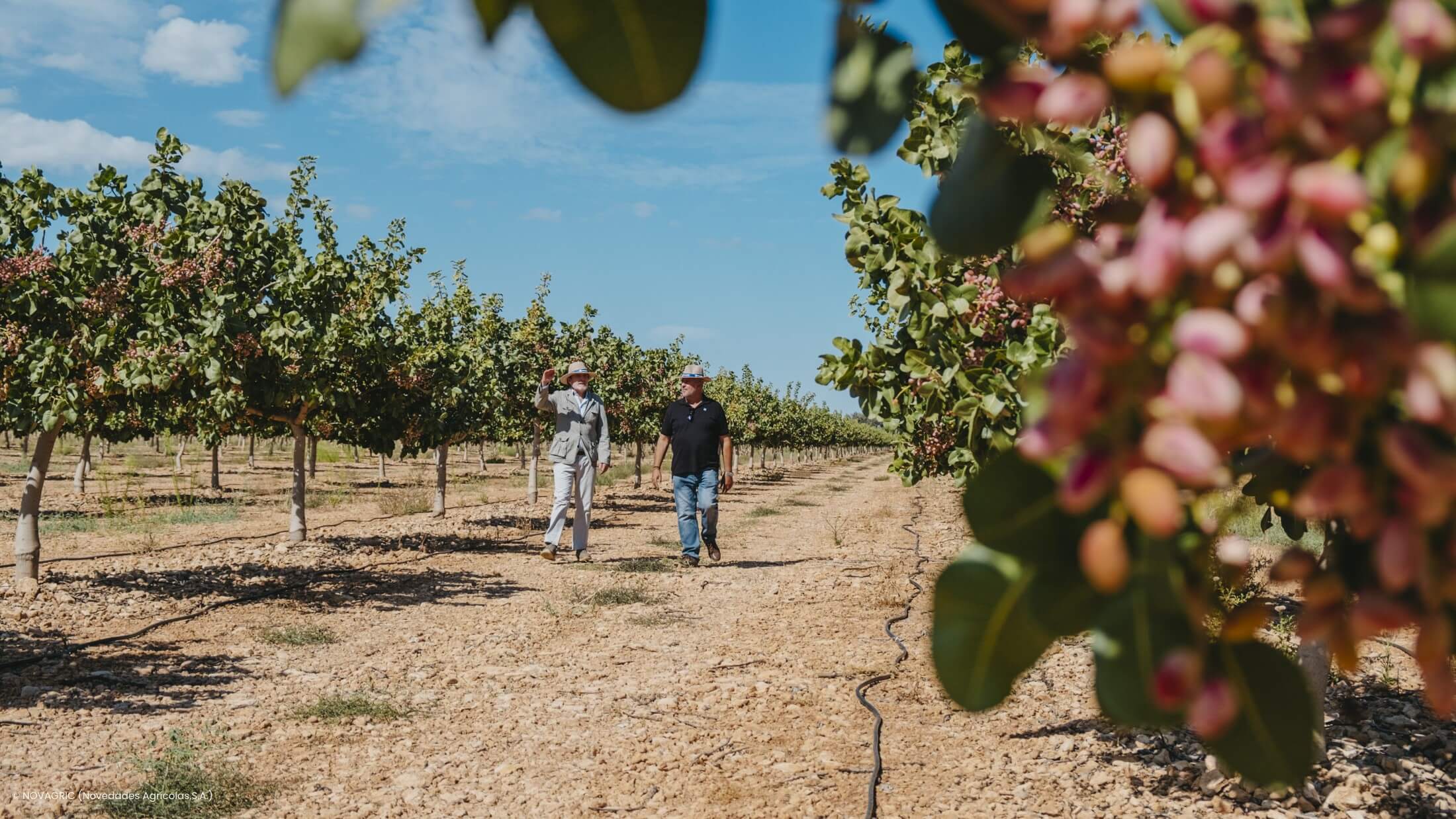 novagric pistacho|novagric pistacho|_DSF5457-61|_DSF5487